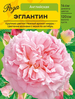 Роза Эглантин (Английская/Шраб) С ЦВ.НАКЛЕЙКА 1шт