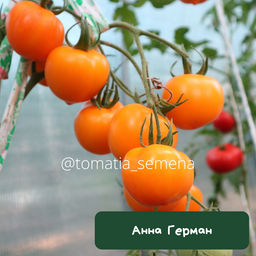 Анна Герман