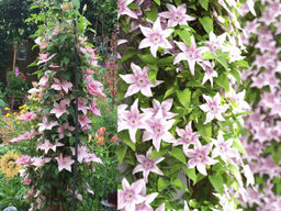 Клематис Пинк Фэнтези - Долина роз фото 2