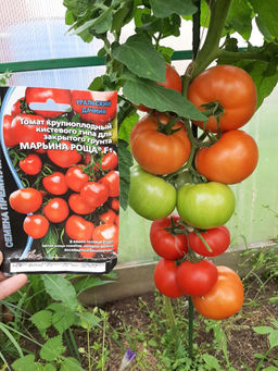 Томат МАРЬИНА РОЩА F1 Уникальный! В вашей теплице будет целая роща томатов, которой можно восхищаться бесконечно! - Уральский дачник фото 2