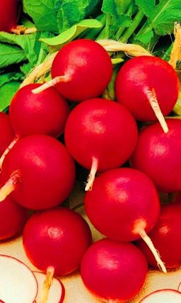 Редис КОРОЛЕВА МАРГО Настоящая королева среди редисов! Корнеплоды гранатового-рубинового цвета, крупные, сочные с белоснежной мякотью!
