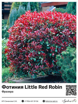 Фотиния Фразера Little Red Robin (Литл Ред Робин)