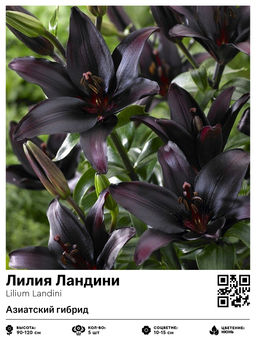 Лилия Landini (Азиатский гибрид) - Голландские луковицы фото 2