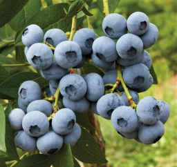 Голубика Нортланд С5 3 года