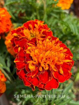 Бархатцы отклоненные Бонанза Хармони - Партнер фото 3