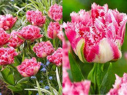 Тюльпан Crispion Sweet (Криспион Свит)