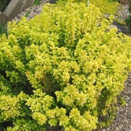 Барбарис тунберга Мария (в тубе)