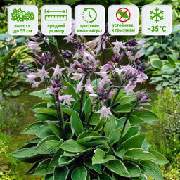 Хоста Франсе