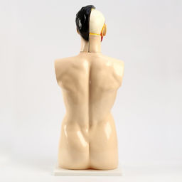 Анатомическая модель «Макет торса человека», 80 см