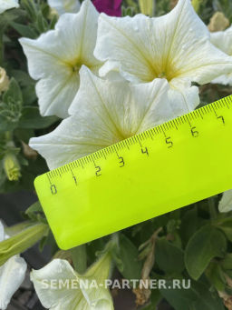 Петуния Лулу Лаймлайт каскадная лимонная - Партнер фото 7