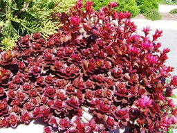 Очиток ложный Вуду