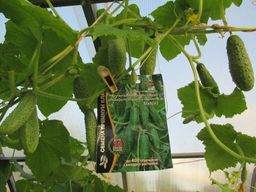 Огурец МЭЛС F1  Суперпучковый, ультраранний! - Уральский дачник фото 3