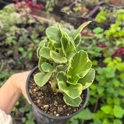 Пеперомия вариегата - 1000корней фото 2