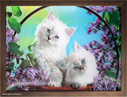Картина 5D 30х40 150 Белые котята / KS1912-1 /