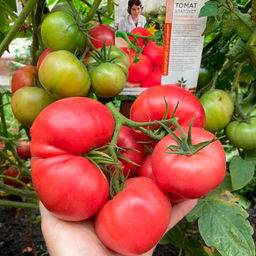 Томат ЗЛАТОУСТ коллекция Татьяны Штайнерт Авторская селекция - Уральский дачник фото 4