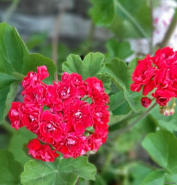 Пеларгония махровая Норланд Ред, горшок С3