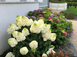 Гортензия метельчатая Мэджикал Монблан