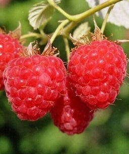 Малина Колокольчик традиционная (коробка) 1шт