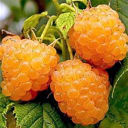 Малина Золотой гигант крупноплодная (коробка) 1шт