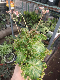 Бегония Криспа (кудрявая) - 1000корней фото 2