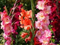 Гладиолусы Рубиновый закат (микс 10 шт) - Долина роз фото 2