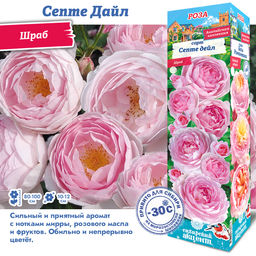 Роза Септе Дайл (Английская/Шраб) 1шт
