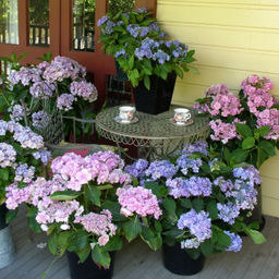 Гортензия крупнолистная Ю энд Ми Форевер