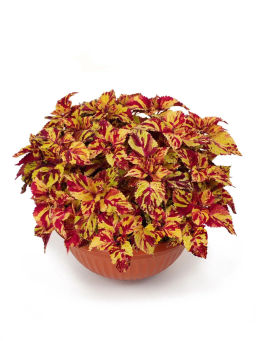 Колеус шлемниковидный крупнолистный Премиум Брайт Холлидей - Партнер фото 4