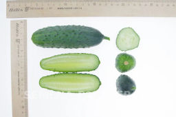 Огурец пчелоопыляемый Аякс - Партнер фото 4