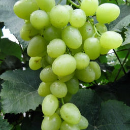 Виноград Аркадия (коробка) 1шт