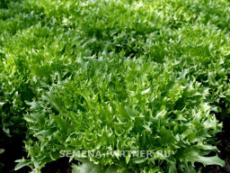 Салат листовой Фриллис - Партнер фото 3