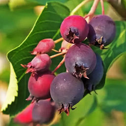 Ирга канадская Мандан 3 года ЗКС тара 2л высота 30-80см.