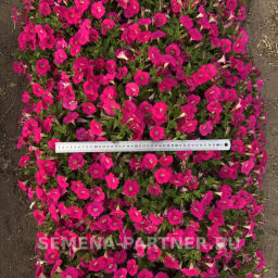 Петуния МиМи Жаклин каскадная розовая с глазком - Партнер фото 8