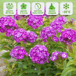 Флокс метельчатый Лаура