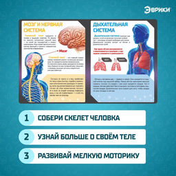 Набор для опытов Скелет человека - Эврики фото 3