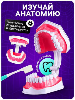 Набор для опытов Анатомия, челюсть человека - Эврики фото 2