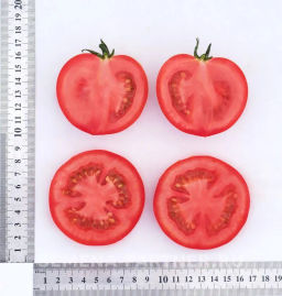 Томат Мечталин - Партнер фото 7