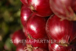 Лук репчатый Ред Барон - Партнер фото 7