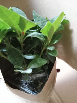 Рододендрон Скарлет Вондер