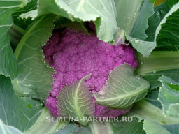 Капуста цветная Деперпл (фиолетовый) - Партнер фото 4