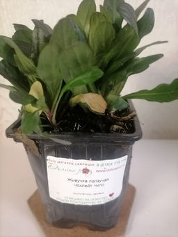 Живучка ползучая Чоклейт Чипс