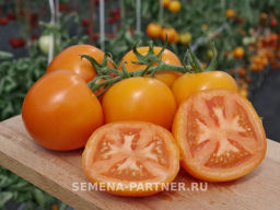 Томат Фаворитка F1 - Партнер фото 3