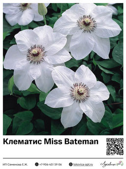Клематис Miss Bateman