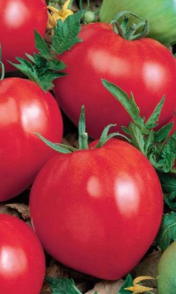 Томат ВОЛОВЬЕ СЕРДЦЕ Мясистый гигант!