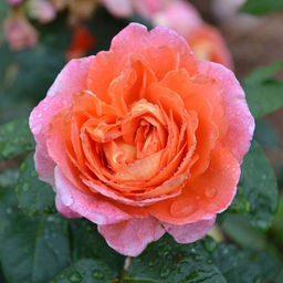 R354 НОТР ДАМ ДЮ РОЗЕР