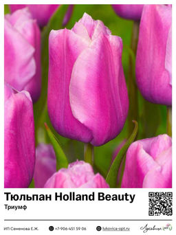 Тюльпан Holland Beauty (Триумф)