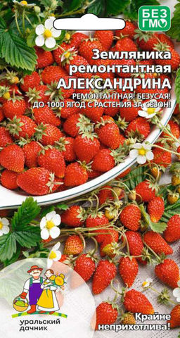 Земляника АЛЕКСАНДРИНА Безусый тип!