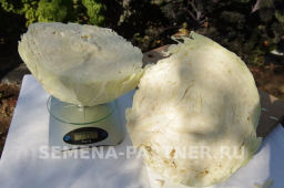 Капуста белокочанная среднеспелая СБ-3 - Партнер фото 3