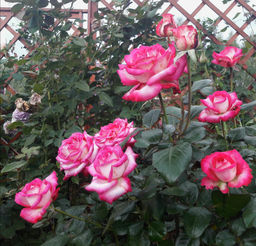 Роза Хайлендер чайно-гибридная - 1000корней фото 3