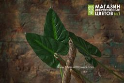 093 Лист каллы - Без тм фото 2